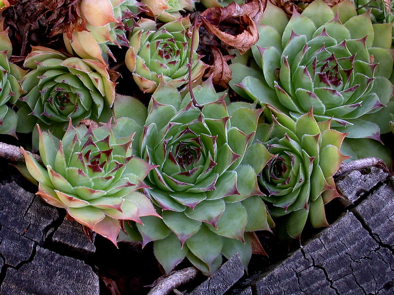 Sempervivum tectorum